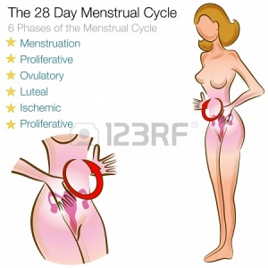 17444232-una-imagen-de-un-ciclo-menstrual-femenino