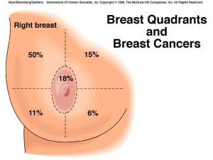 breast quadrants