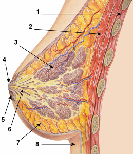 estrutura-mama