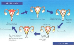 Menstruación-Ovulación 001